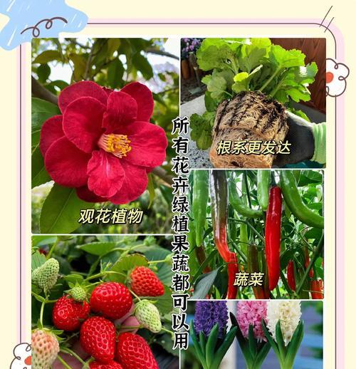 花的营养液配制方法是什么？