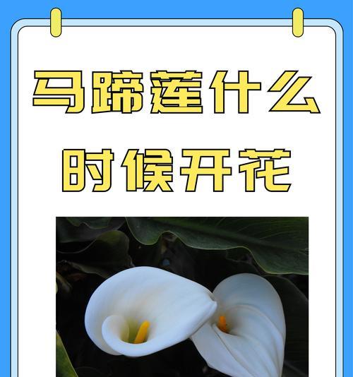 马蹄莲的种植技巧有哪些？如何让马蹄莲开出美丽的花朵？
