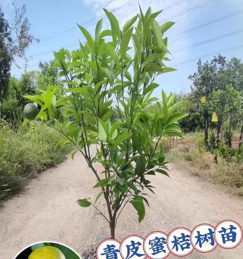 新品种苗木有哪些？如何选择适合的苗木品种？