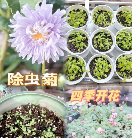 哪种盆栽具有驱虫效果？盆栽驱虫的科学依据是什么？