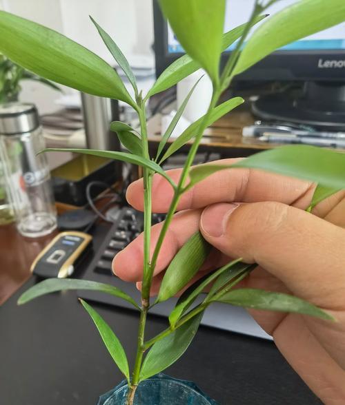 哪种盆栽具有驱虫效果？盆栽驱虫的科学依据是什么？