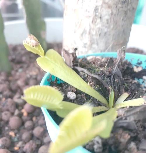 食蝇草的养殖方法是什么？如何让食蝇草有效地捕捉害虫？