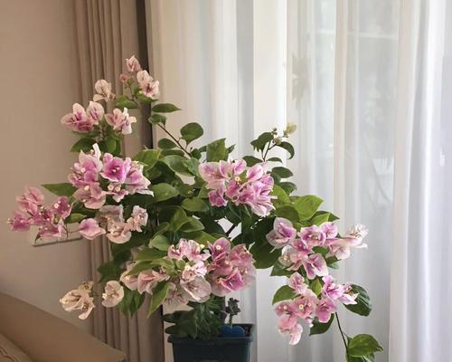 三角梅的开花季节是什么时候？