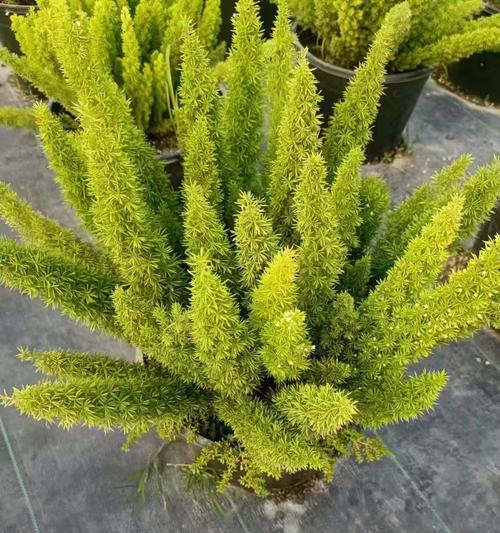 花叶植物有哪些种类？它们的观赏价值如何？