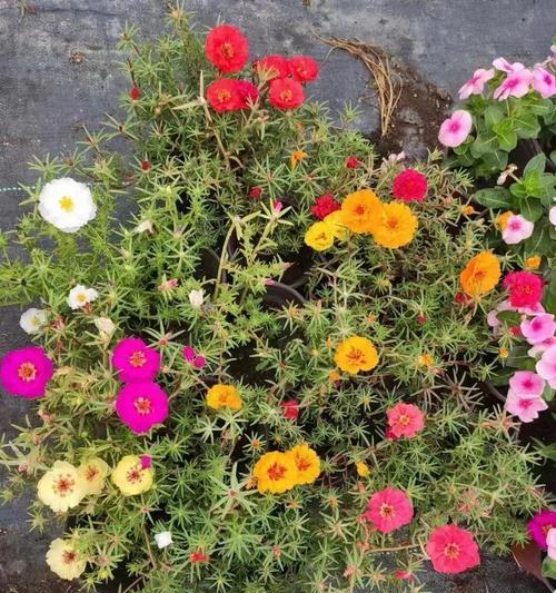 花叶植物有哪些种类？它们的观赏价值如何？