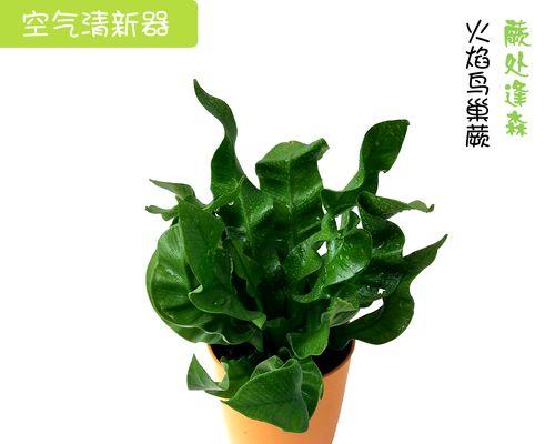 鸟巢蕨的养殖技巧是什么？如何保持其生长旺盛？