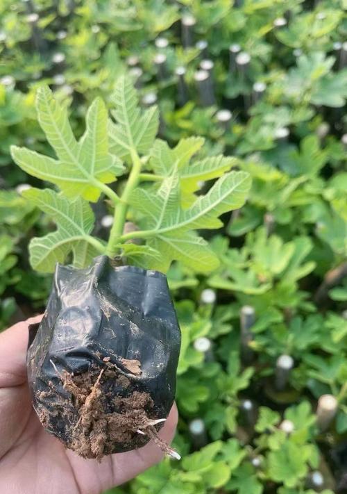无花果繁殖的有效方式是什么？