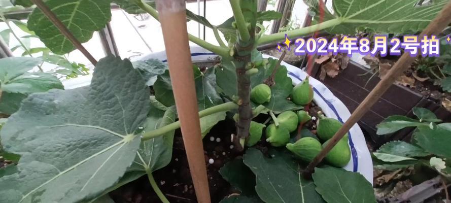 无花果繁殖的有效方式是什么？
