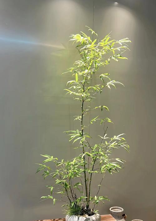 佛肚竹的养护要点是什么？