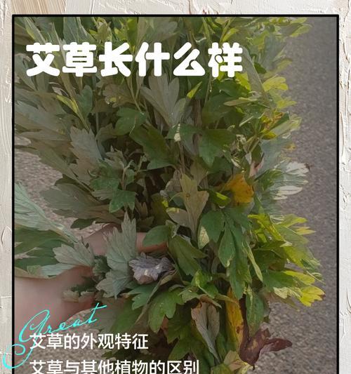 艾草花的外观特征有哪些？