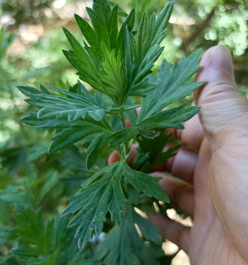 艾草花的外观特征有哪些？