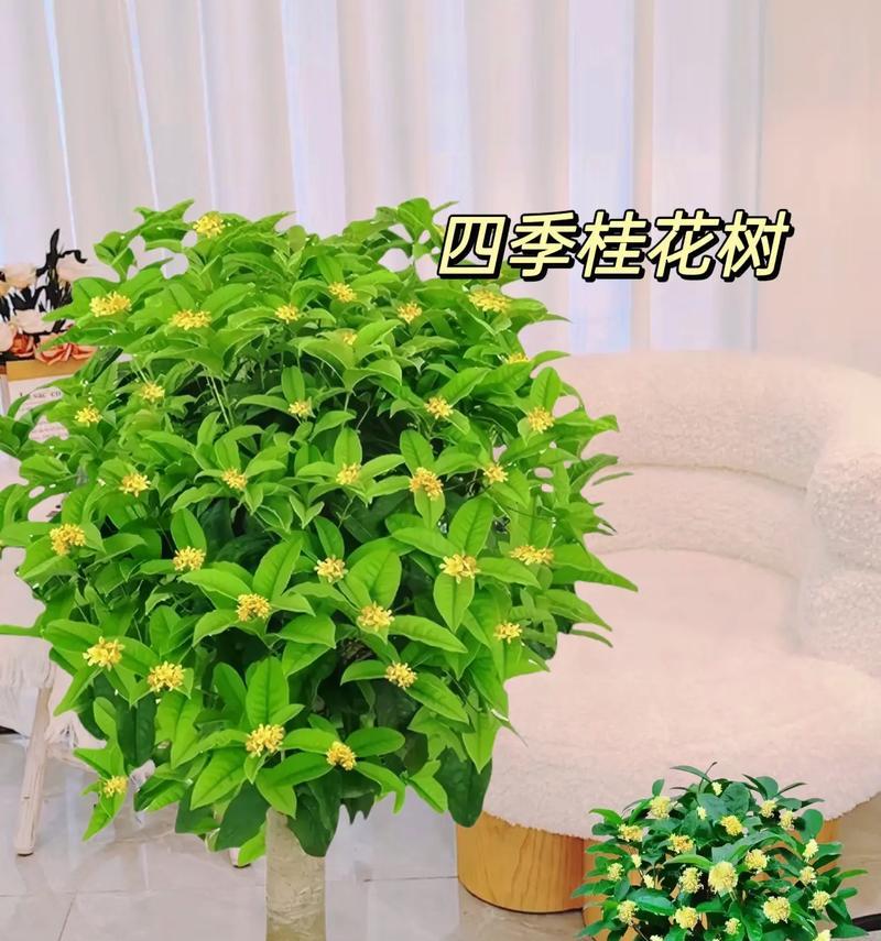 哪些花四季开花？如何让家中四季如春？