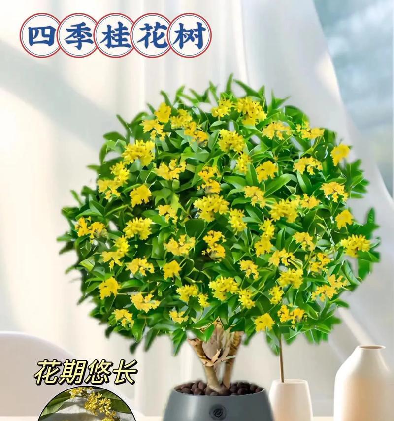 哪些花四季开花？如何让家中四季如春？