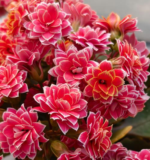 哪些花四季开花？如何让家中四季如春？
