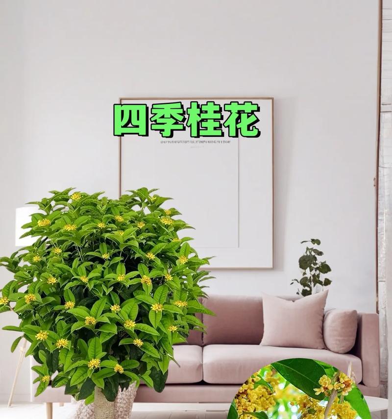 盆栽金桂的正确步骤和注意事项是什么？