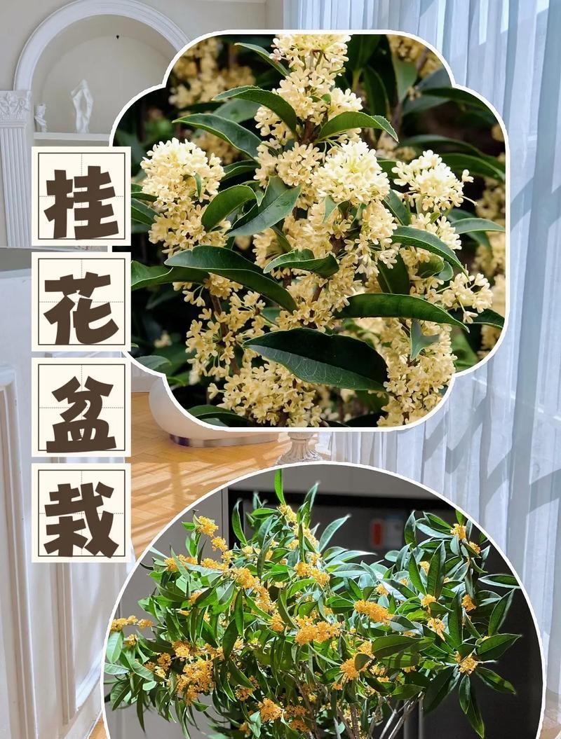 盆栽金桂的正确步骤和注意事项是什么？
