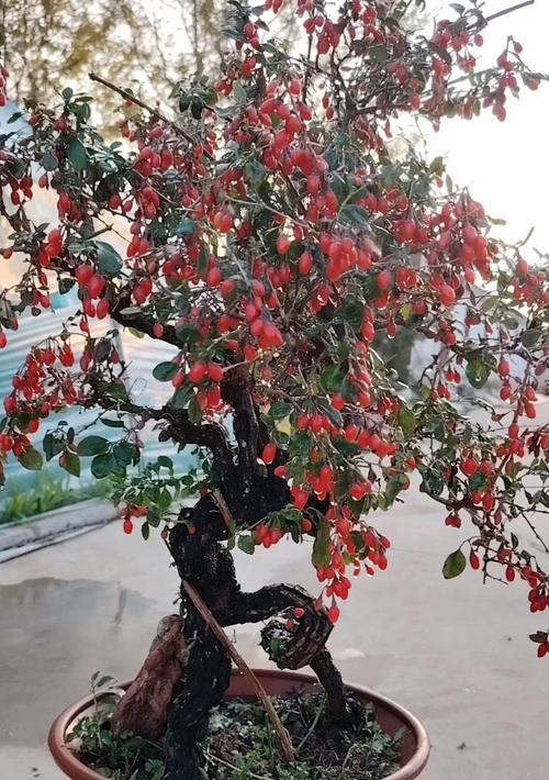 红梅品种繁多吗？如何区分不同品种的红梅？