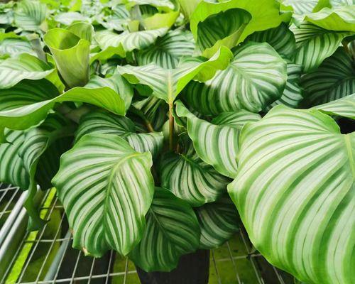 什么植物净化空气最强？推荐几种室内空气净化植物？