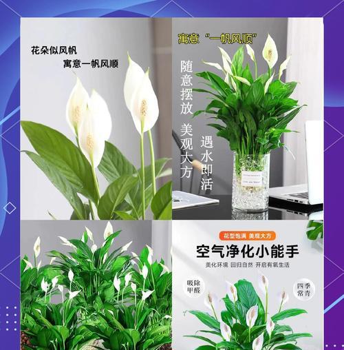 什么植物净化空气最强？推荐几种室内空气净化植物？