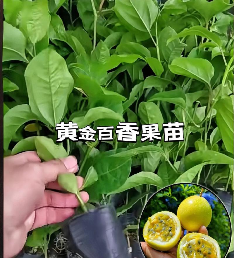 阳台种植百香果的步骤和注意事项有哪些？