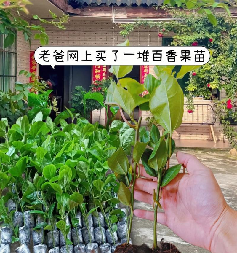 阳台种植百香果的步骤和注意事项有哪些？
