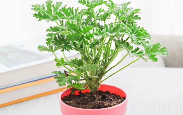 驱蚊草冬季养护的正确方法是什么？