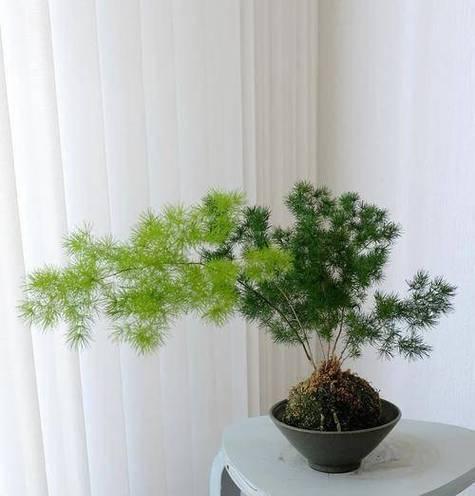 蓬莱松繁殖方法是什么？如何提高繁殖成功率？