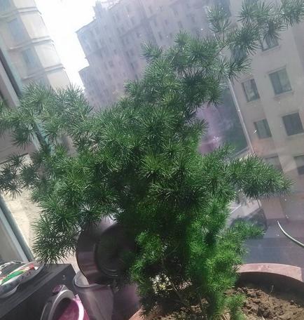 蓬莱松繁殖方法是什么？如何提高繁殖成功率？