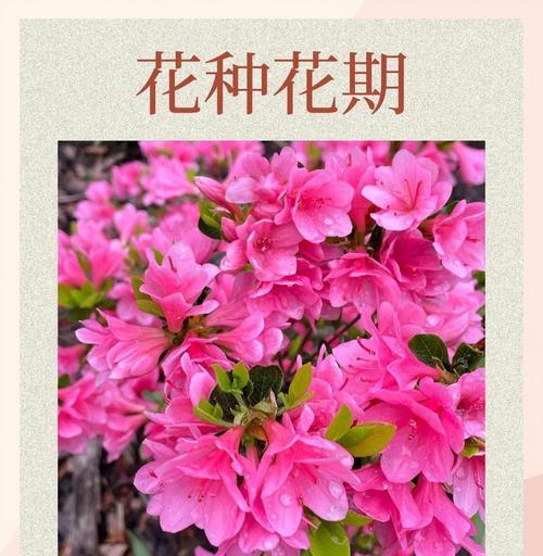 杜鹃花的寓意：杜鹃花象征着什么？