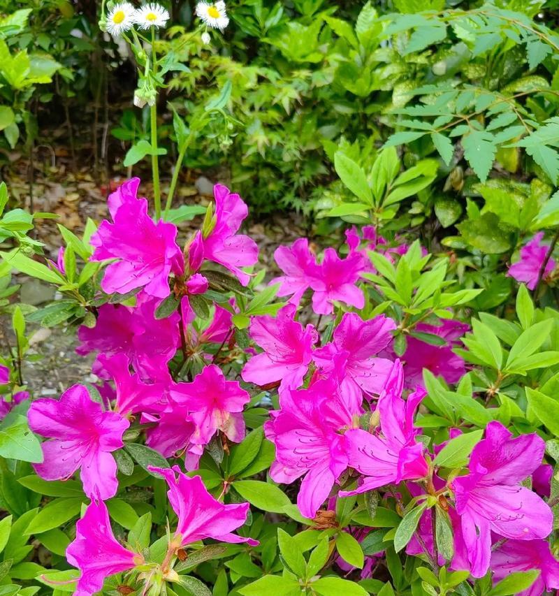 杜鹃花的寓意：杜鹃花象征着什么？