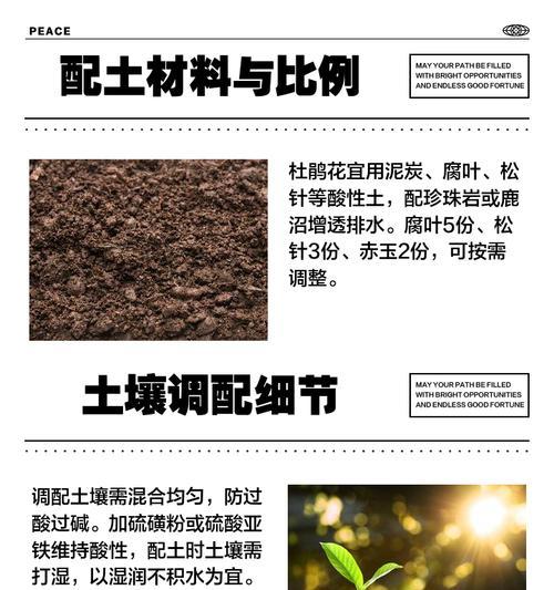 杜鹃花分株的最佳时机？