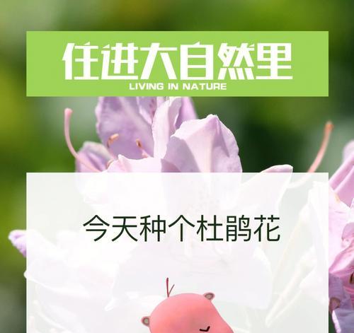 杜鹃花分株的最佳时机？