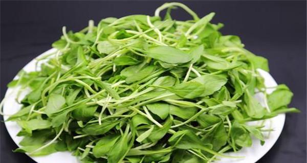 马兰头种植方法是什么？如何确保其健康生长？