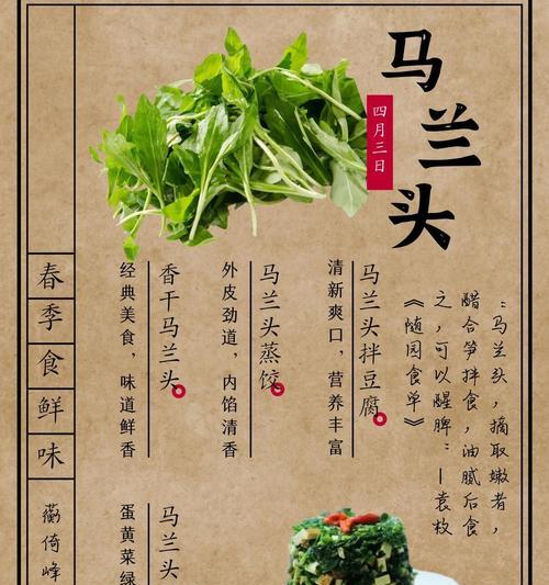 马兰头种植方法是什么？如何确保其健康生长？