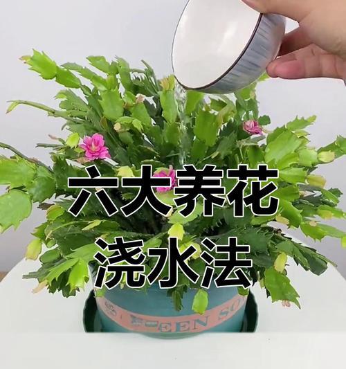 浇花的最佳时间：什么时候给植物浇水最合适？