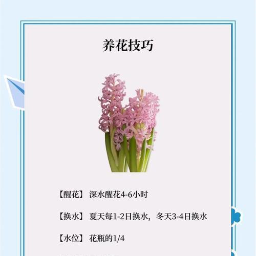 风信子鲜花的养殖要点是什么？
