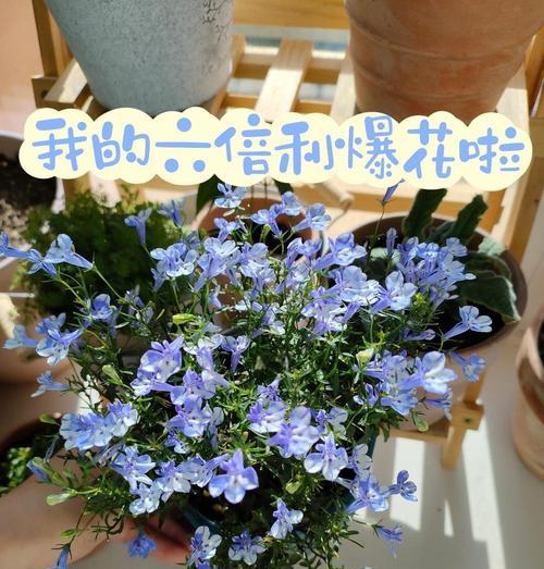 六倍利种植的步骤和要点有哪些？