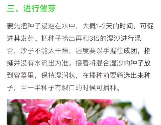 蔷薇花种植的步骤和要点有哪些？如何防止病虫害？