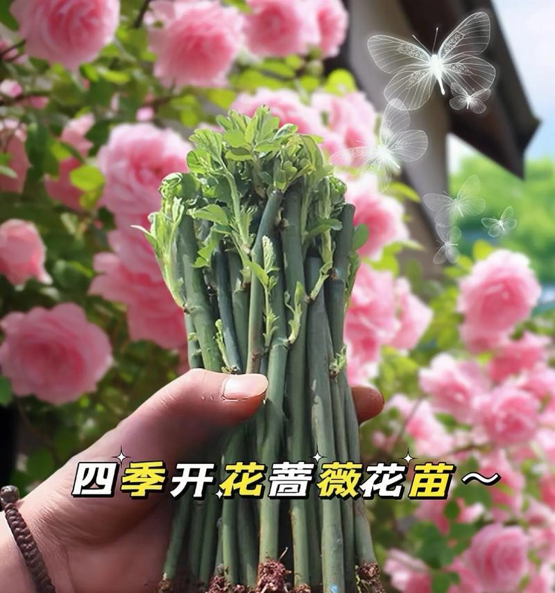 蔷薇花种植的步骤和要点有哪些？如何防止病虫害？