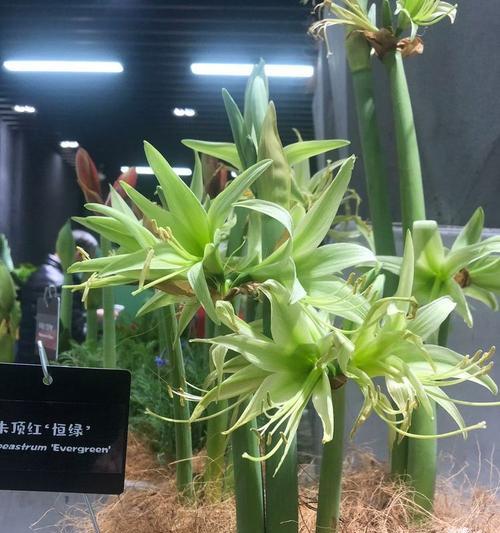 哪些盆栽植物开花量大？