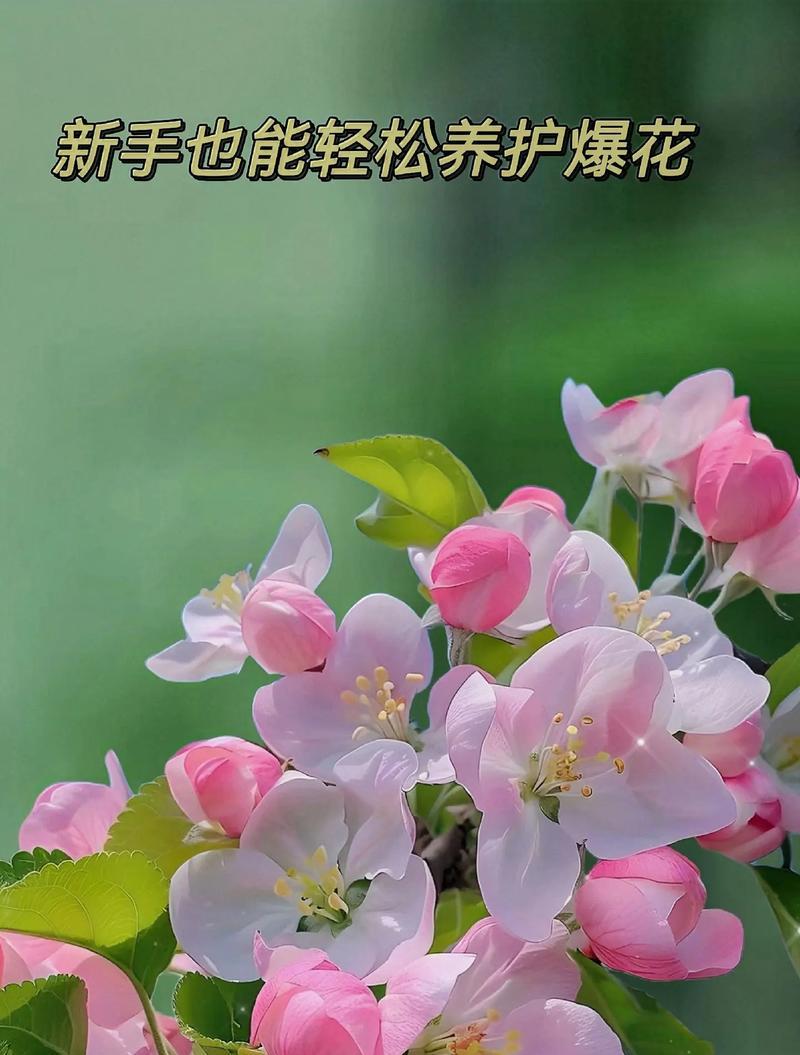 哪些盆栽植物开花量大？