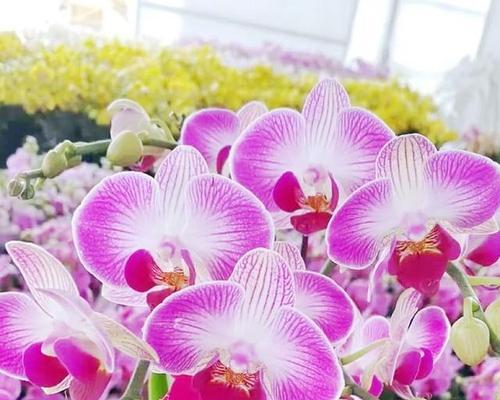 常见鲜花有哪些品种？各自的花期和养护要点是什么？