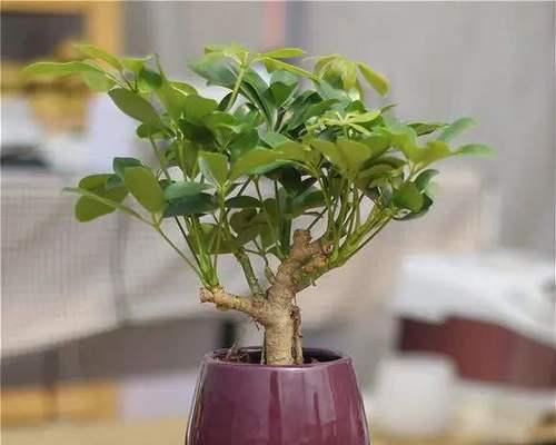 鸭脚木气生根的培养方法有哪些？