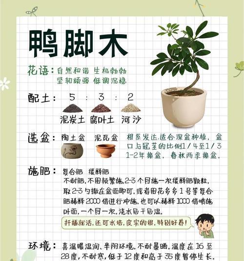 鸭脚木气生根的培养方法有哪些？