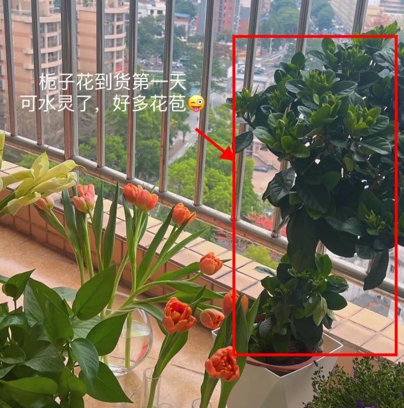 枝枝花繁殖的有效方法有哪些？