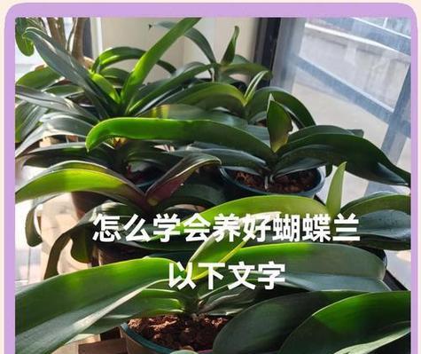 蝴蝶兰花养殖方法有哪些？如何确保其健康生长？