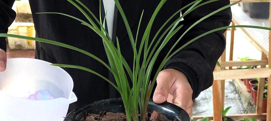 哪种兰花品种最好养？兰花品种选择和养护技巧是什么？