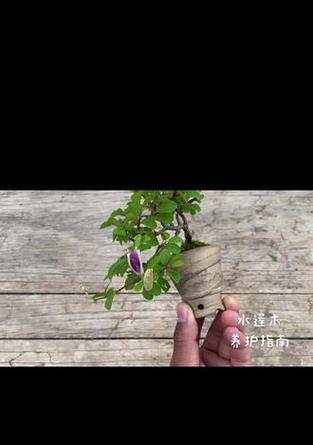 水莲的养殖方法是什么？如何确保水莲健康成长？