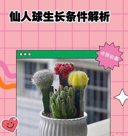 仙人球栽种的正确方法和注意事项？
