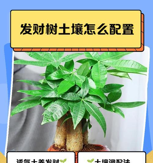 发财树施肥的正确步骤和注意事项有哪些？